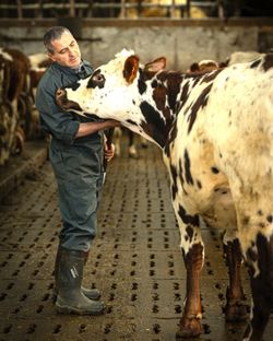 Personne en tenue de travail avec bottes interagissant avec une vache dans une étable