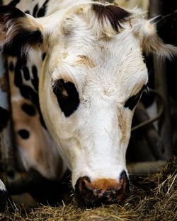 Vache tachetée blanche et noire qui mange du foin, illustrant l'origine naturelle des ingrédients.