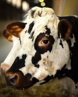 Vache en gros plan dans une ferme, avec un pelage tacheté noir et blanc, regardant vers la droite.