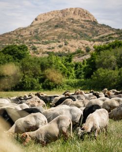 Un troupeau de moutons paissant dans un champ avec une montagne rocheuse en arrière-plan sous un ciel légèrement nuageux.