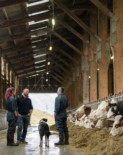 Trois personnes discutent dans une grande étable avec plusieurs vaches alignées le long du mur, accompagnées d'un chien.